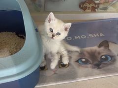 -糯米喵星人总部直营旗舰店·猫舍·幼猫出售