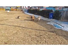 -趣玩宠物乐园寄养训犬训狗游泳池