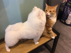 -PETKIT小佩宠物(古北店)