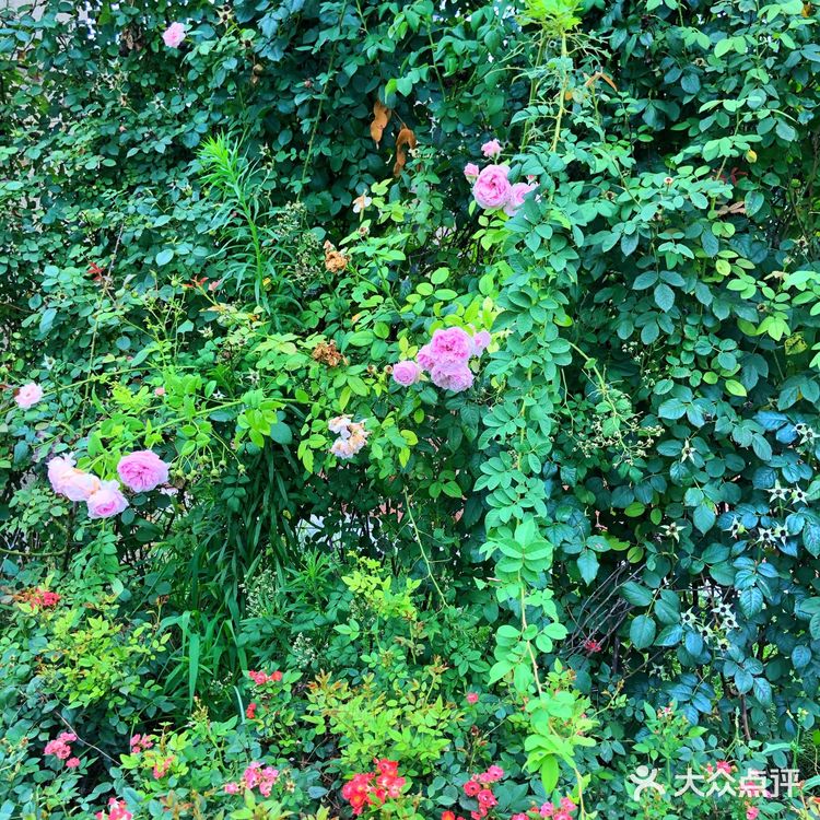 醉美聊城—九州洼月季公园