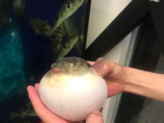 -肆月河豚·新淮扬(金融街店)