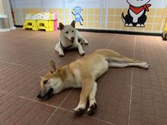 -柴犬高等学院·狗咖·柴犬售卖·宠物训练