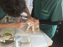 -瑞派宠物医院·犬猫全科·猫友好(宾水西道店)