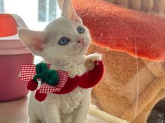 -糯米喵星人总部直营旗舰店·猫舍·幼猫出售