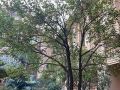 -星河湾半岛酒店-真粤中餐厅