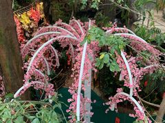 -正佳雨林生态植物园