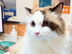 -宠福鑫动物医院(城北分院)