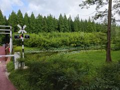 -黄海国家森林公园