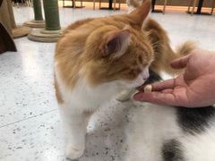 -喵园·猫主题咖啡厅·撸猫·猫咖(国贸店)