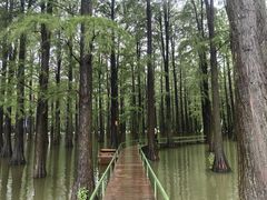 -渌洋湖湿地公园