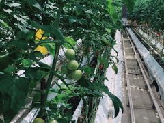 -上海鲜花港