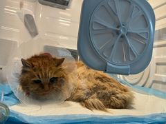 -中农大我爱我爱24h动物医院·中医针灸·猫专科·骨科医疗中心(双井店)