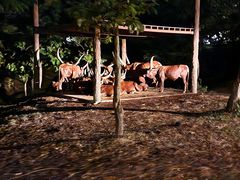 -清迈夜间动物园