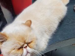 -猫色咖啡·猫咖