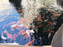 -上海闵行星河湾酒店