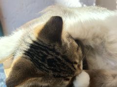 -喵屿·大理花园猫咖