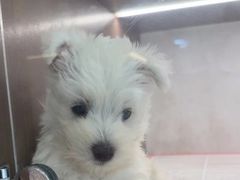 -翊宠yipet猫狗购宠庄园