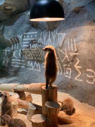 -Zoolung Zoolung动物主题公园(海信广场店)