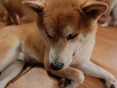 -柴犬高等学院·狗咖·柴犬售卖·宠物训练
