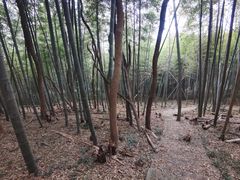 -上海佘山国家森林公园天马山园