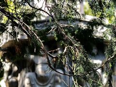 -蒙山大佛景区