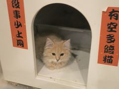 -楼上猫咖(罗湖店)