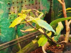 -上海大自然野生昆虫馆(东方明珠·爬宠昆虫探索中心)