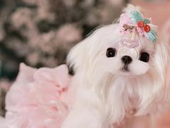 -萌宠之家·腊肠犬·马尔泰·小体犬舍