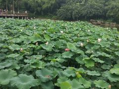 -龙头寺公园