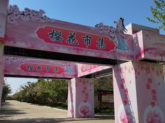 -莱阳濯村樱花园