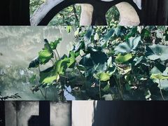 -留园