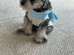 -天使宠物医院·犬猫分诊(彩虹店)