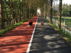 -上海长兴岛郊野公园