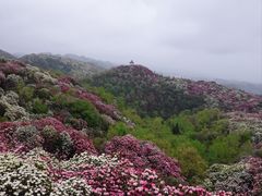 -贵州百里杜鹃风景名胜区