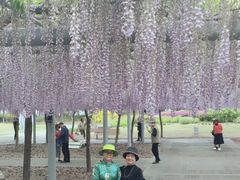 -嘉定紫藤园