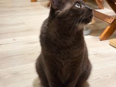 -有猫咖啡umeow coffee