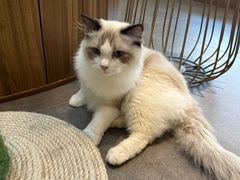 -飞行喵MR PILOT|猫舍·猫咖(静安大融城店)