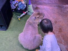 -正佳雨林生态植物园