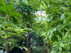 -呀路古热带植物园