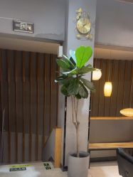 -阿莲新妆护肤造型