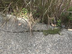 -新加坡飞禽公园