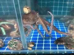 水产区-宾朋海鲜特色美食餐厅·纯手工鲅鱼水饺(兴海路店)