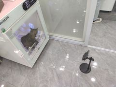 -爱洗澡的猫(天河路店)