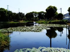 -莲花岛景区