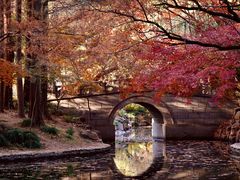 -上海共青森林公园