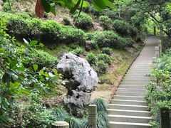 -十八棵（老龙井）御茶园(老龙井店)