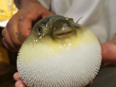 -桥岚·巷子鲜河豚鱼(专门店)