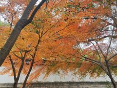 -秋霞圃
