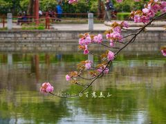 -嘉定紫藤园