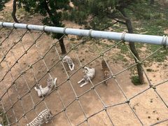 -西霞口神雕山野生动物世界